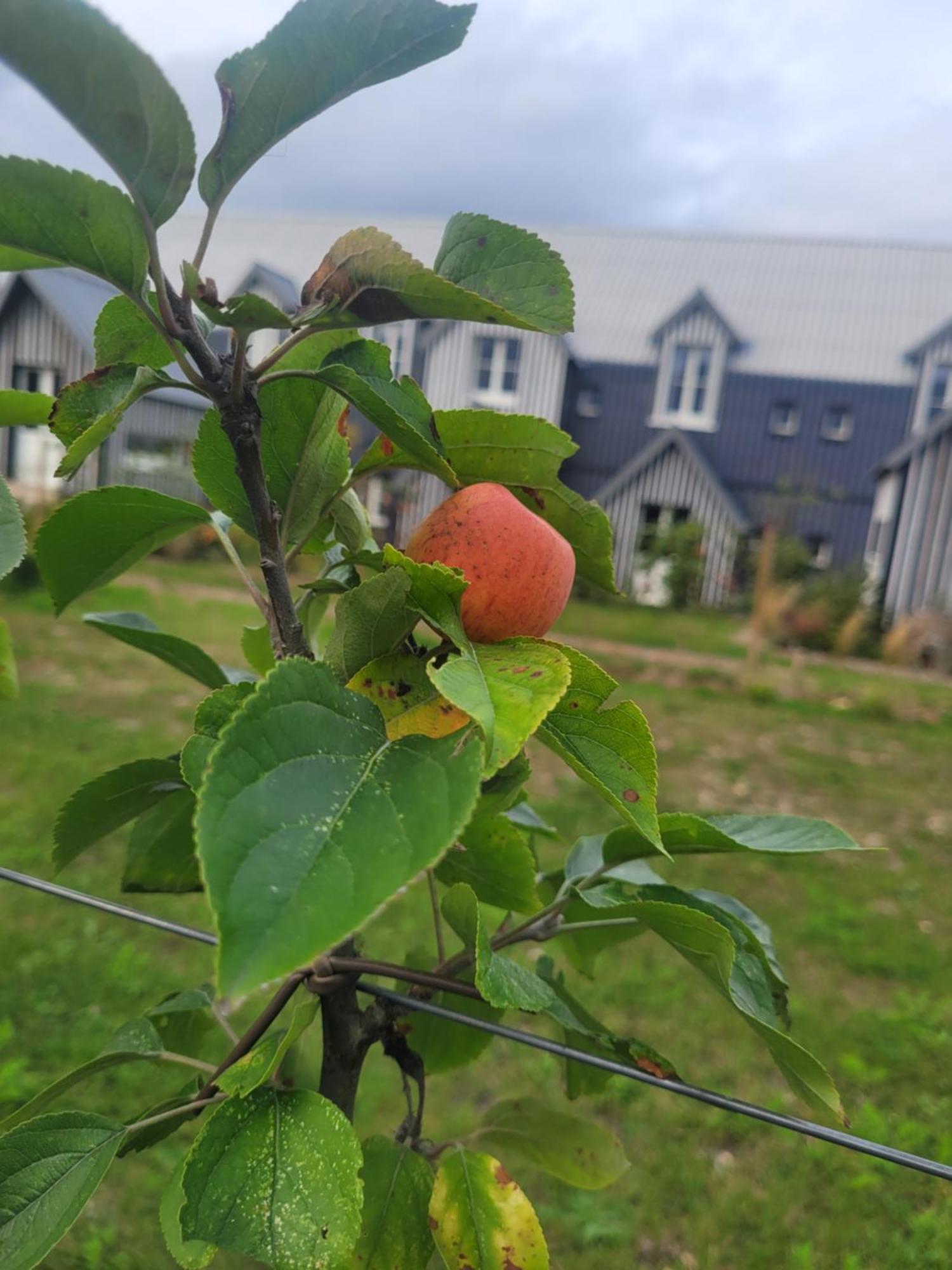 Le Bois Des Chambres Chaumont-sur-Loire Exteriör bild